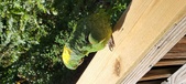 Enlarge photo 235