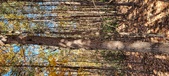 Enlarge photo 350