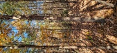 Enlarge photo 351