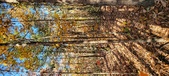 Enlarge photo 352