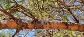 Enlarge photo 361