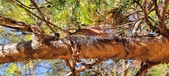 Enlarge photo 362