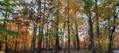 Enlarge photo 371