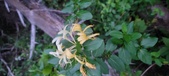 Enlarge photo 98