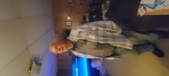 Enlarge photo 46
