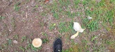 Enlarge photo 53