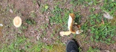 Enlarge photo 52
