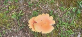 Enlarge photo 51