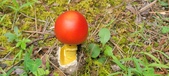 Enlarge photo 50