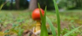 Enlarge photo 49