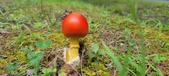 Enlarge photo 47