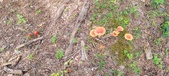 Enlarge photo 46