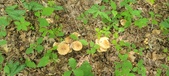 Enlarge photo 41