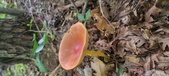 Enlarge photo 36