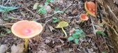 Enlarge photo 35