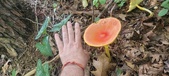 Enlarge photo 34