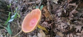 Enlarge photo 33