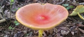 Enlarge photo 30