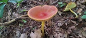 Enlarge photo 28