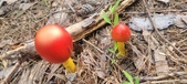 Enlarge photo 26