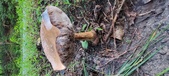 Enlarge photo 113