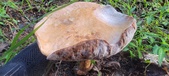 Enlarge photo 111