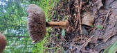 Enlarge photo 108