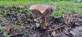 Enlarge photo 107