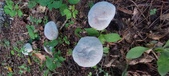 Enlarge photo 104