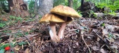 Enlarge photo 99