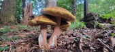 Enlarge photo 97