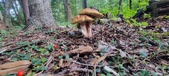 Enlarge photo 96