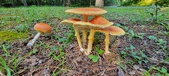 Enlarge photo 84