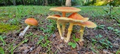 Enlarge photo 82