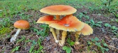 Mushroomerz