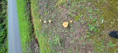 Enlarge photo 81