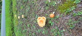 Enlarge photo 79