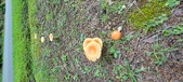 Enlarge photo 78