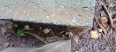 Enlarge photo 74