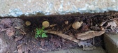 Enlarge photo 76