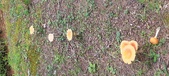 Enlarge photo 77