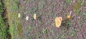 Enlarge photo 73