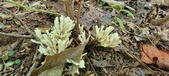 Enlarge photo 118
