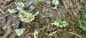 Enlarge photo 63