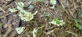 Enlarge photo 64