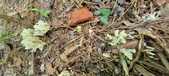 Enlarge photo 129
