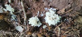 Enlarge photo 59
