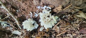 Enlarge photo 131