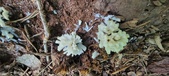 Enlarge photo 133