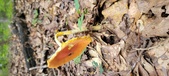 Enlarge photo 139